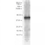 SMC-150_Hsp40_Antibody_1G10-H8_WB_Human_Cell-lysates_1.png