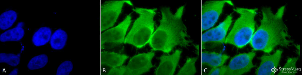 <p>Immunocytochemistry/Immunofluorescence analysis using Mouse Anti-Hsc70 (Hsp73) Monoclonal Antibody, Clone 1F2-H5 (SMC-151). Tissue: Heat Shocked cervical cancer cells (HeLa). Species: Human. Fixation: 2% Formaldehyde for 20 min at RT. Primary Antibody: Mouse Anti-Hsc70 (Hsp73) Monoclonal Antibody (SMC-151) at 1:100 for 12 hours at 4°C. Secondary Antibody: FITC Goat Anti-Mouse (green) at 1:200 for 2 hours at RT. Counterstain: DAPI (blue) nuclear stain at 1:40000 for 2 hours at RT. Localization: Cytoplasm. Melanosome. Localizes to nucleus upon heat shock. Magnification: 100x. (A) DAPI (blue) nuclear stain. (B) Anti-Hsc70 (Hsp73) Antibody. (C) Composite. Heat Shocked at 42°C for 1h.</p>
