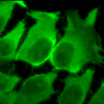 SMC-151_Hsc70-Hsp73_Antibody_1F2-H5_ICC-IF_Human_Heat-Shocked-HeLa-Cells_100x_Composite.png