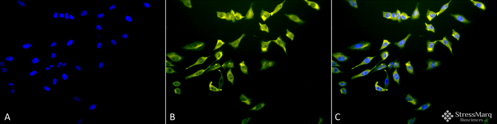 <p>Immunocytochemistry/Immunofluorescence analysis using Mouse Anti-Hsc70 (Hsp73) Monoclonal Antibody, Clone 1F2-H5 (SMC-151). Tissue: Heat Shocked cervical cancer cells (HeLa). Species: Human. Fixation: 2% Formaldehyde for 20 min at RT. Primary Antibody: Mouse Anti-Hsc70 (Hsp73) Monoclonal Antibody (SMC-151) at 1:100 for 12 hours at 4°C. Secondary Antibody: R-PE Goat Anti-Mouse (yellow) at 1:200 for 2 hours at RT. Counterstain: DAPI (blue) nuclear stain at 1:40000 for 2 hours at RT. Localization: Cytoplasm. Melanosome. Localizes to nucleus upon heat shock. Magnification: 20x. (A) DAPI (blue) nuclear stain. (B) Anti-Hsc70 (Hsp73) Antibody. (C) Composite. Heat Shocked at 42°C for 1h.</p>
