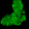 Mouse Anti-Hsc70 Antibody [1F2-H5] used in Immunocytochemistry/Immunofluorescence (ICC/IF) on Human HaCaT cells (SMC-151)