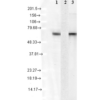 Mouse Anti-Hsc70 Antibody [1F2-H5] used in Western Blot (WB) on Human Cell lysates (SMC-151)