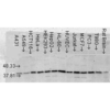 Mouse Anti-p38 MAPK Antibody [9F12] used in Western Blot (WB) on Human Cell lysates (SMC-152)