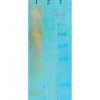 Mouse Anti-Acetylated Lysine Antibody [7F8] used in Western Blot (WB) on  acetylated lysine (SMC-153)