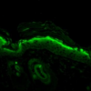 Mouse Anti-Nitrotyrosine Antibody [39B6] used in Immunohistochemistry (IHC) on Mouse backskin (SMC-154)