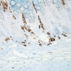 Mouse Anti-Nitrotyrosine Antibody [39B6] used in Immunohistochemistry (IHC) on Mouse inflamed colon (SMC-154)