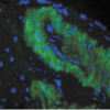 Mouse Anti-Nitrotyrosine Antibody [39B6] used in Immunohistochemistry (IHC) on Rat liver tissue  (SMC-154)