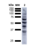 Mouse Anti-Nitrotyrosine Antibody [39B6] used in Western Blot (WB) on Human A549 cells (SMC-154)