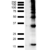 Mouse Anti-Nitrotyrosine Antibody [39B6] used in Western Blot (WB) on Human Recombinant Protein (SMC-154)