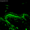 Mouse Anti-DNA Damage Antibody [15A3] used in Immunohistochemistry (IHC) on Mouse backskin (SMC-155)