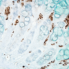 Mouse Anti-DNA Damage Antibody [15A3] used in Immunohistochemistry (IHC) on Mouse inflamed colon (SMC-155)