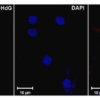 Mouse Anti-DNA Damage Antibody [15A3] used in Immunohistochemistry (IHC) on Rat Ischemic fresh brain tissue (SMC-155)
