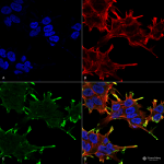 SMC-159-Alpha-B-Crystallin-Antibody-1A7D5-ICC-IF-Human-Neuroblastoma-cell-line-SK-N-BE-60X-Composite-1.png