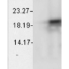 Mouse Anti-Alpha B Crystallin Antibody [1A7.D5] used in Western Blot (WB) on Bovine cell lysates (SMC-159)