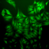 Mouse Anti-Ubiquitin Antibody [5B9-B3] used in Immunocytochemistry/Immunofluorescence (ICC/IF) on Human Cervical cancer cell line (HeLa) (SMC-160)