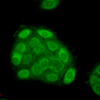 Mouse Anti-Hsp27 Antibody [5D12-A3] used in Immunocytochemistry/Immunofluorescence (ICC/IF) on Human HaCaT cells (SMC-161)