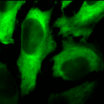 SMC-161_Hsp27_Antibody_5D12-A3_ICC-IF_Human_Heat-Shocked-HeLa-Cells_100x_Composite.png