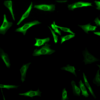 Mouse Anti-Hsp27 Antibody [5D12-A3] used in Immunocytochemistry/Immunofluorescence (ICC/IF) on Human Heat Shocked cervical cancer cells (HeLa) (SMC-161)