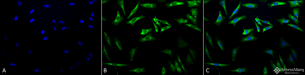 <p>Immunocytochemistry/Immunofluorescence analysis using Mouse Anti-Hsp27 Monoclonal Antibody, Clone 5D12-A3 (SMC-161). Tissue: Heat Shocked cervical cancer cells (HeLa). Species: Human. Fixation: 2% Formaldehyde for 20 min at RT. Primary Antibody: Mouse Anti-Hsp27 Monoclonal Antibody (SMC-161) at 1:100 for 12 hours at 4°C. Secondary Antibody: FITC Goat Anti-Mouse (green) at 1:200 for 2 hours at RT. Counterstain: DAPI (blue) nuclear stain at 1:40000 for 2 hours at RT. Localization: Cytoplasm. Nucleus. Magnification: 20x. (A) DAPI (blue) nuclear stain. (B) Anti-Hsp27 Antibody. (C) Composite. Heat Shocked at 42°C for 1h.</p>
