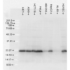 Mouse Anti-Hsp27 Antibody [5D12-A3] used in Western Blot (WB) on Human Cell lysates (SMC-161)
