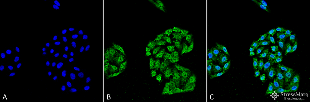 <p>Immunocytochemistry/Immunofluorescence analysis using Mouse Anti-HSP70 Monoclonal Antibody, Clone 5A5 (SMC-162). Tissue: Cervical cancer cell line (HeLa). Species: Human. Fixation: 4% Formaldehyde for 15 min at RT. Primary Antibody: Mouse Anti-HSP70 Monoclonal Antibody (SMC-162) at 1:100 for 60 min at RT. Secondary Antibody: Goat Anti-Mouse ATTO 488 at 1:100 for 60 min at RT. Counterstain: DAPI (blue) nuclear stain at 1:5000 for 5 min RT. Localization: Nucleus, Cytoplasm. Magnification: 40X.</p>
