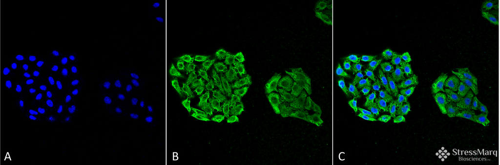 <p>Immunocytochemistry/Immunofluorescence analysis using Mouse Anti-HSP70 Monoclonal Antibody, Clone 3A3 (SMC-164). Tissue: Cervical cancer cell line (HeLa). Species: Human. Fixation: 4% Formaldehyde for 15 min at RT. Primary Antibody: Mouse Anti-HSP70 Monoclonal Antibody (SMC-164) at 1:100 for 60 min at RT. Secondary Antibody: Goat Anti-Mouse ATTO 488 at 1:100 for 60 min at RT. Counterstain: DAPI (blue) nuclear stain at 1:5000 for 5 min RT. Localization: Cytoplasm. Magnification: 40X.</p>
