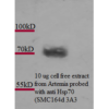 Mouse Anti-Hsp70 Antibody [3A3] used in Western Blot (WB) on Artemia franciscanna (brine shrimp) cell lysates (SMC-164)