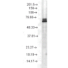 Mouse Anti-Hsp70 Antibody [3A3] used in Western Blot (WB) on Rat cell lysates (SMC-164)
