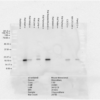 Mouse Anti-Alpha B Crystallin Antibody [3A10.C9] used in Western Blot (WB) on Rat Brain, Heart, Kidney, Liver, Pancreas, Skeletal muscle, Spleen, Testes, Thymus cell lysates (SMC-165)