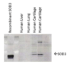 Mouse Anti-SOD3 Antibody [4GG11G6] used in Western Blot (WB) on Human cartilage lysates (SMC-167)