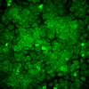 Mouse Anti-Erp57 Antibody [Map.ERP57] used in Immunocytochemistry/Immunofluorescence (ICC/IF) on Human HaCaT cells (SMC-168)