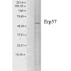 Mouse Anti-Erp57 Antibody [Map.ERP57] used in Western Blot (WB) on Human cell lysates (SMC-168)