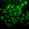 Mouse Anti-Ubiquitin Antibody [6C11-B3] used in Immunocytochemistry/Immunofluorescence (ICC/IF) on Human Cervical cancer cell line (HeLa) (SMC-171)