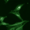 Rat Anti-Aha1 Antibody [25F2.D9] used in Immunocytochemistry/Immunofluorescence (ICC/IF) on Human Cervical cancer cell line (HeLa) (SMC-172)