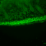 SMC-172_Aha1_Antibody_25F2.D9_IHC_Mouse_backskin_1.png