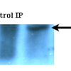 Rat Anti-Aha1 Antibody [25F2.D9] used in Immunoprecipitation (IP) on Human HeLa cells (SMC-172)