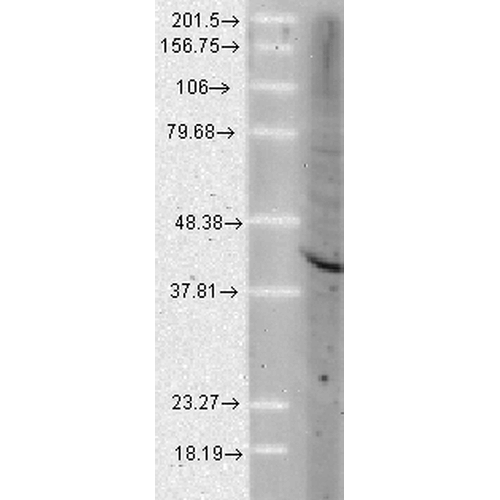 <p>人细胞裂解物的蛋白质印迹分析显示使用大鼠抗 Aha1 单克隆抗体克隆 25F2.D9 (SMC-172) 检测 Aha1 蛋白。 负载：15 µg。 阻滞：1.5% BSA 在室温下放置 30 分钟。 一抗：大鼠抗 Aha1 单克隆抗体 (SMC-172) 以 1:1000 在室温下作用 2 小时。 二抗：绵羊抗小鼠 IgG：室温 HRP 1 小时。</p>