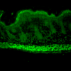 Rat Anti-Aha1 Antibody [25F2.D10] used in Immunohistochemistry (IHC) on Mouse backskin (SMC-173)