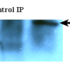 Rat Anti-Aha1 Antibody [25F2.D10] used in Immunoprecipitation (IP) on Human HeLa cells (SMC-173)