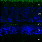 SMC-176_Rhodopsin_Antibody_4D2_IHC_Mouse_retina_1.png