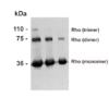 Mouse Anti-Rhodopsin Antibody [4D2] used in Western Blot (WB) on Bovine photoreceptor membranes (SMC-176)