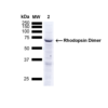 Mouse Anti-Rhodopsin Antibody [4D2] used in Western Blot (WB) on Human A549 cells (SMC-176)