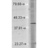 Mouse Anti-Rhodopsin Antibody [1D4] used in Western Blot (WB) on Human Cell lysates (SMC-177)