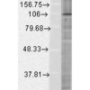 Mouse Anti-HIF1 alpha Antibody [ESEE122] used in Western Blot (WB) on Human Cervical cancer cell line (HeLa) lysate (SMC-184)