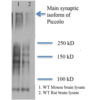 Mouse Anti-Piccolo Antibody [6H9-B6] used in Western Blot (WB) on Rat and mouse brain lysates (SMC-188)