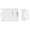 Mouse Anti-DMPO Antibody [N1664A] used in Western Blot (WB) on Human HL 60 clone 15 eosinophils lysates (SMC-189)