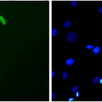 SMC-192_DUX4_Antibody_P2B1_ICC-IF_Mouse_C2C12-myoblast-cells_1.png