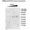 Mouse Anti-DUX4 Antibody [P2B1] used in Western Blot (WB) on Mouse C2C12 cell lysate (SMC-192)