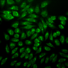 Mouse Anti-GRP78 Antibody [1H11-1H7] used in Immunocytochemistry/Immunofluorescence (ICC/IF) on Human Heat Shocked cervical cancer cells (HeLa) (SMC-195)
