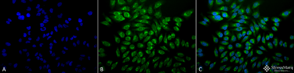 <p>Immunocytochemistry/Immunofluorescence analysis using Mouse Anti-GRP78 Monoclonal Antibody, Clone 1H11-1H7 (SMC-195). Tissue: Heat Shocked cervical cancer cells (HeLa). Species: Human. Fixation: 2% Formaldehyde for 20 min at RT. Primary Antibody: Mouse Anti-GRP78 Monoclonal Antibody (SMC-195) at 1:100 for 12 hours at 4°C. Secondary Antibody: FITC Goat Anti-Mouse (green) at 1:200 for 2 hours at RT. Counterstain: DAPI (blue) nuclear stain at 1:40000 for 2 hours at RT. Localization: Endoplasmic reticulum lumen. Melanosome. Magnification: 20x. (A) DAPI (blue) nuclear stain. (B) Anti-GRP78 Antibody. (C) Composite. Heat Shocked at 42°C for 1h.</p>
